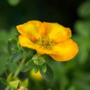 potentilla-mandarin-tango-2-true