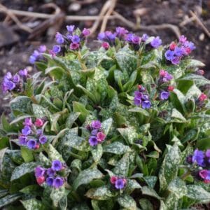 Pulmonaria Spot On #1PW - Image 2