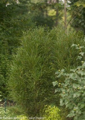 Rhamnus Fine Line Buckthorn #2PW - Image 3