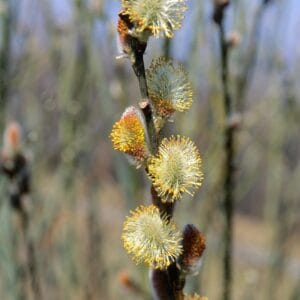 pussy-willow-2-true
