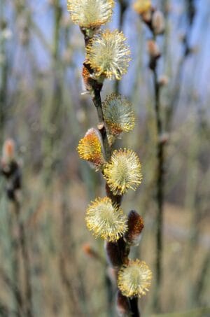 Pussy Willow #2 True