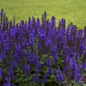 salvia-bumbleblue-1