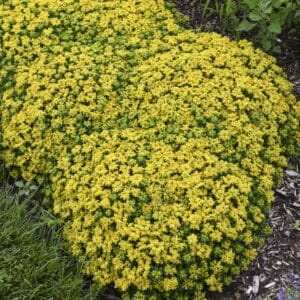 Sedum Little Miss Sunshine #1 - Image 2