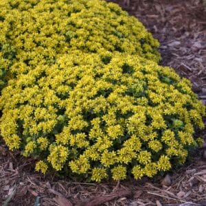 sedum-little-miss-sunshine-1