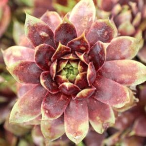 sempervivium-killer-1