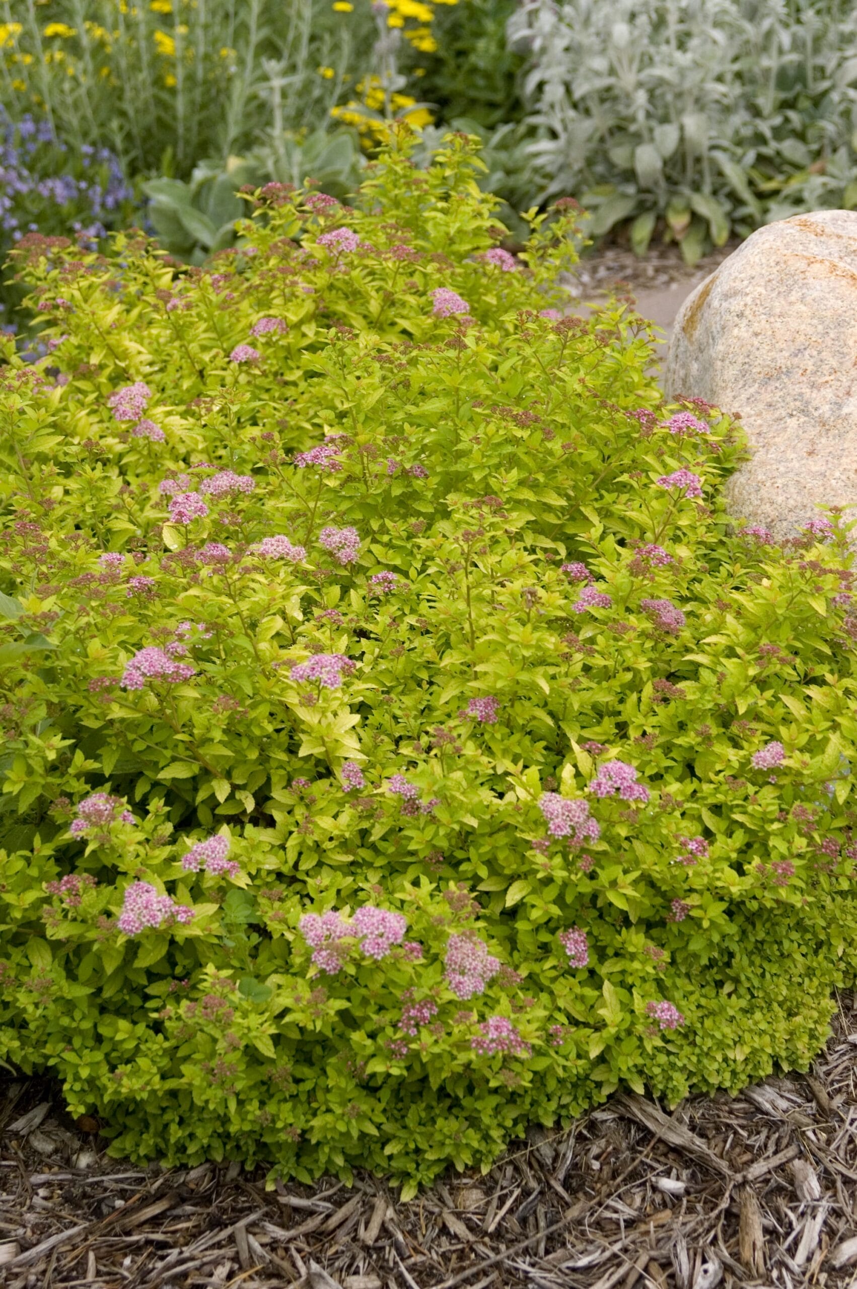 Spirea Sundrop #2 True