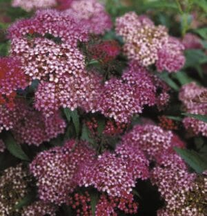 Spiraea Neon Flash Cherry #2 True