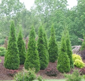 Arborvitae North Pole #5