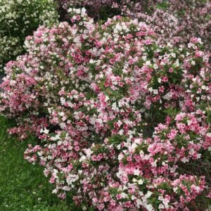 weigela-czechmark-trilogy-1pw