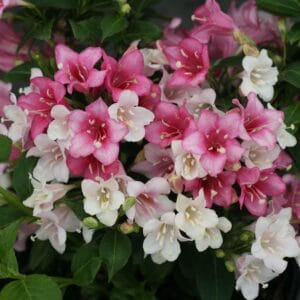 Weigela Czechmark Trilogy #1PW - Image 2