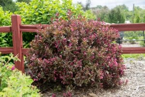 Weigela Shining Sensation #3