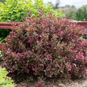 weigela-shining-sensation-2-true