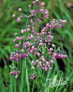 allium-hidcoat-pink-giant-4