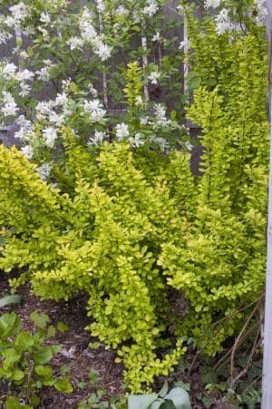 Barberry Sunjoy Gold Pillar#1PW