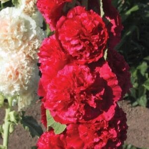 hollyhock-chaters-dbl-red-4-5-pot