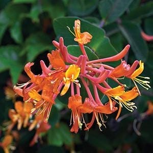 Honeysuckle Mandarin 4"