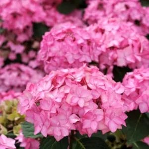 hydrangea-lets-dance-arriba-2pw