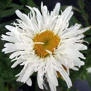 leucanthemum-crazy-daisy-4