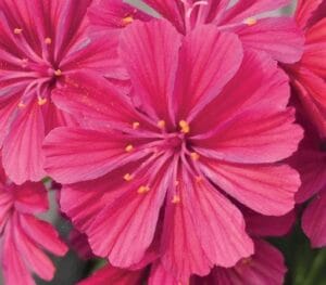 Lewisia Elise Ruby Red 4"