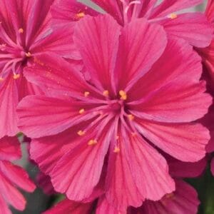 Lewisia Elise Ruby Red 4"