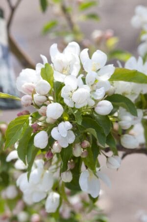 Spring Snow Flowering Crab #10 - Image 2