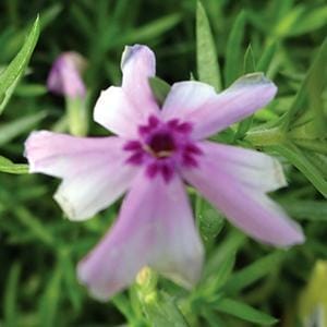 Phlox Fort Hill 4"
