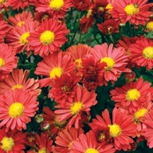 Mum Mammoth Red Daisy 4.5" Pot