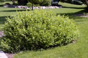 Gro-Low Fragrant Sumac #3