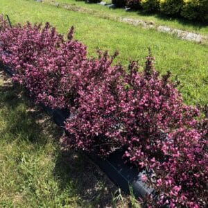 weigela-very-fine-wine-1pw