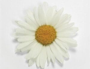 Leucanthemum White Lion 4"