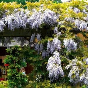 wisteria-blue-moon-3