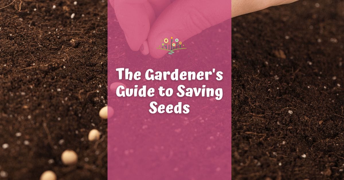 Seed Saving