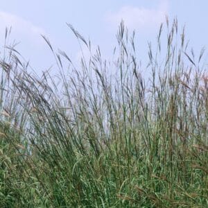 grass-big-bluestem-3-true