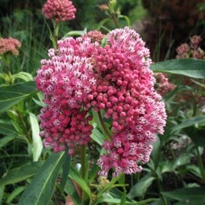 milkweed-cinderella-swamp