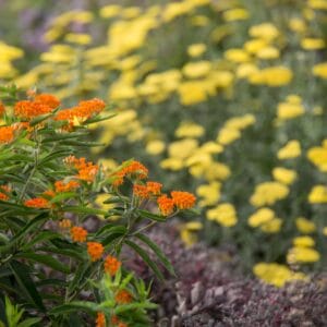 ascelpias-tuberosa-1-true