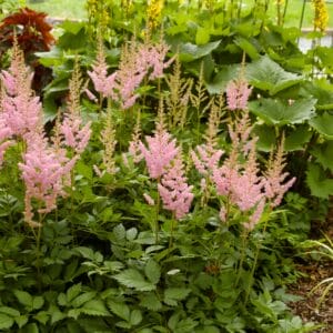 astilbe-visions-in-pink-1-true