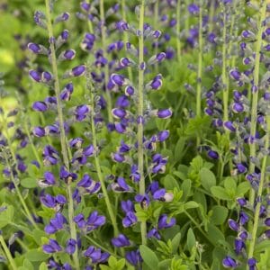 Baptisia Decadence Periwinkle Popsicle #2 PW - Image 2