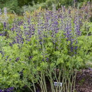 Baptisia Decadence Periwinkle Popsicle #2 PW