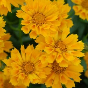 Coreopsis Jethro Tull #1