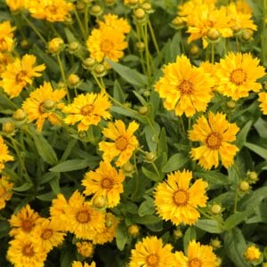 Coreopsis Jethro Tull #1 - Image 2