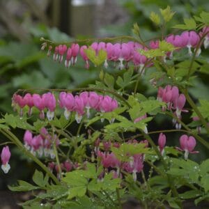 Dicentra Bleeding Heart Pink #2 True - Image 3