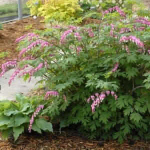 Dicentra Bleeding Heart Pink #2 True - Image 2