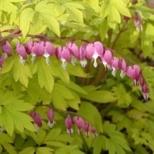 Bleeding Heart (Dicentra) Gold Heart #2