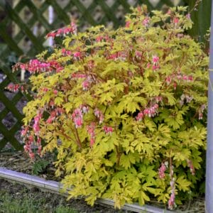 Bleeding Heart (Dicentra) Gold Heart #2 - Image 2