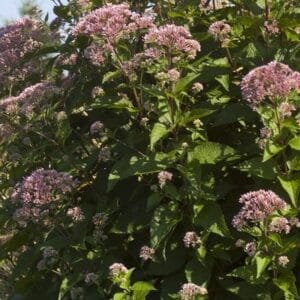 gateway-joe-pye-weed-2-true