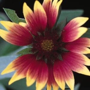 gaillardia-goblin-red-1-true