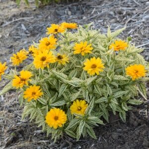 heliopsis-bit-of-honey-1pw