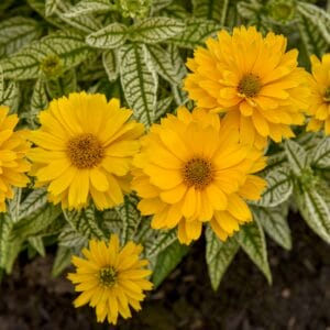 Heliopsis Bit of Honey #1 - Image 2