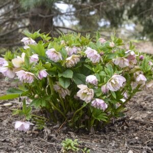 Helleborus Wedding Party #1 - Image 3