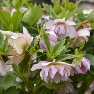 Helleborus Wedding Party #1 - Image 4